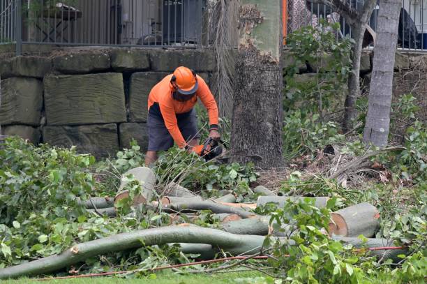 Residential Tree Removal in Scotts Hill, TN